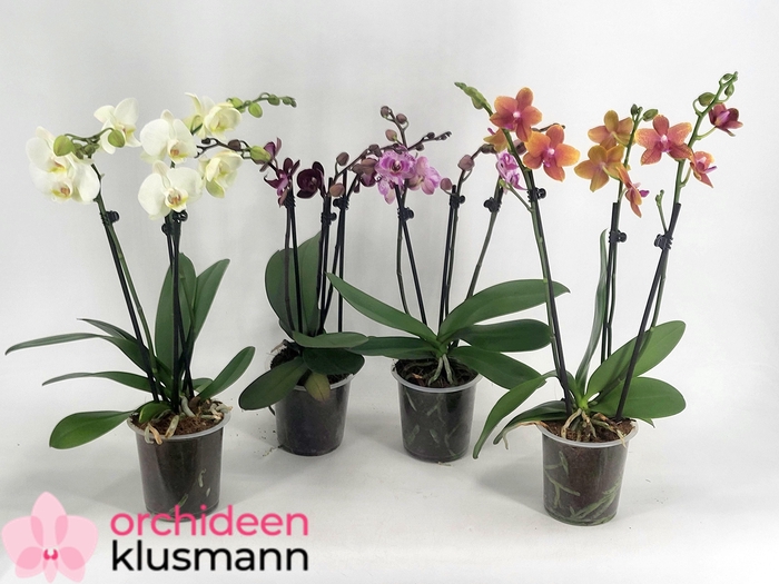 PHAL GEM