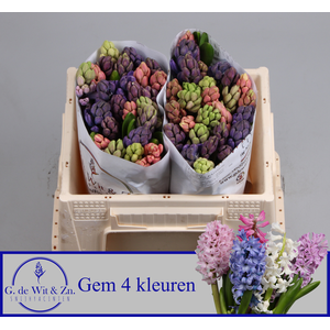 HYAC GEM 4 KLEUREN