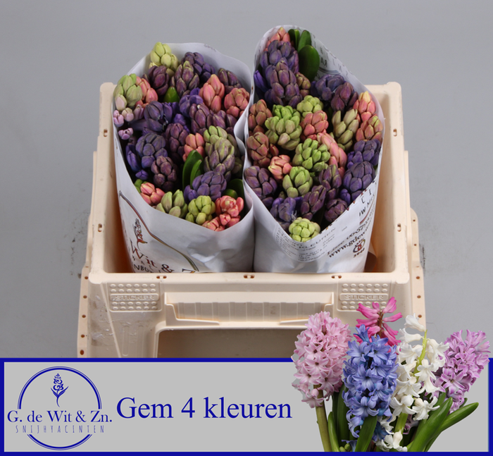 <h4>HYAC GEM 4 KLEUREN</h4>