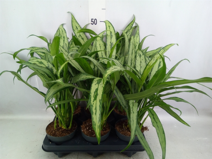 <h4>Aglaonema  'Cutlass'</h4>