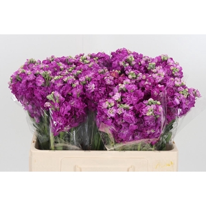 Matthiola Incana Cerice