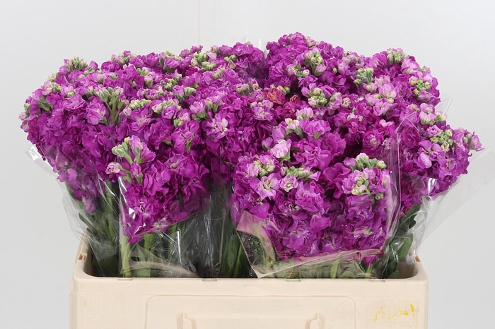 <h4>Matthiola Incana Cerice</h4>