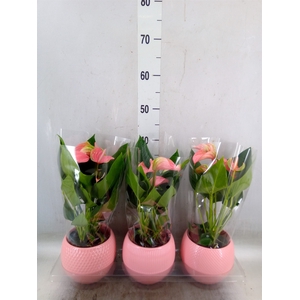 Anthurium  'Karma Pink'