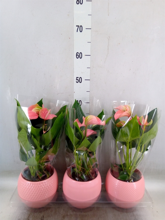 <h4>Anthurium  'Karma Pink'</h4>
