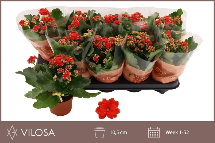 <h4>KAL GE AMADOR RED</h4>