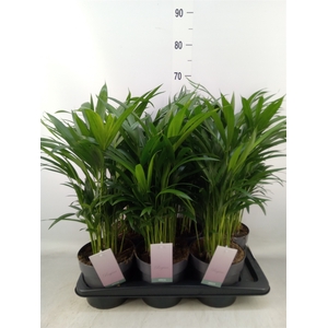 Dypsis lutescens   ...Chrysalidoca