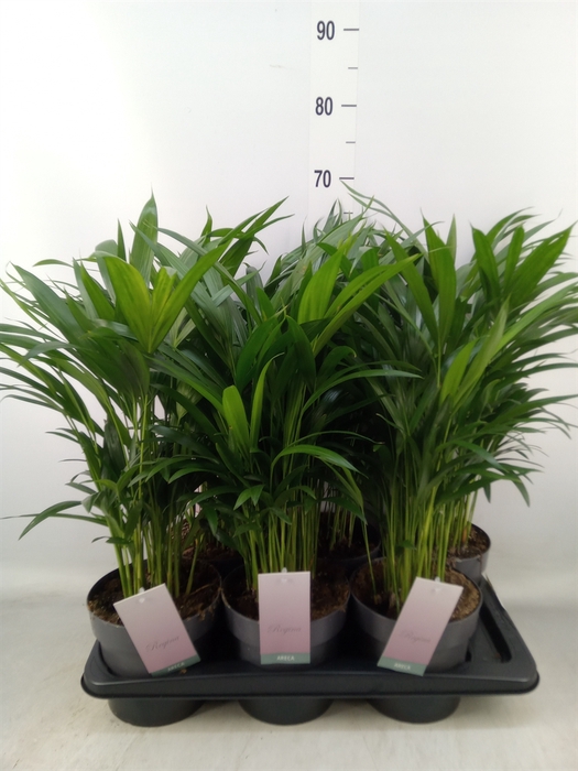 <h4>Dypsis lutescens   ...Chrysalidoca</h4>