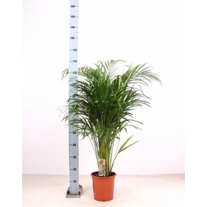 DYPSIS LUTESCENS