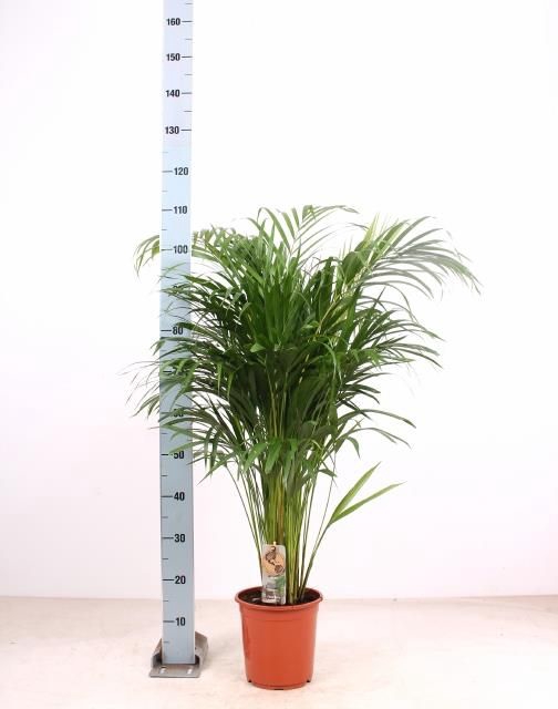 <h4>DYPSIS LUTESCENS</h4>