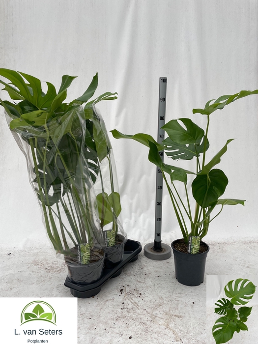 <h4>MONSTERA DELICIOSA</h4>