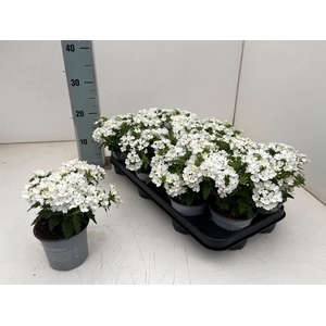 VERBE LASCAR WHITE