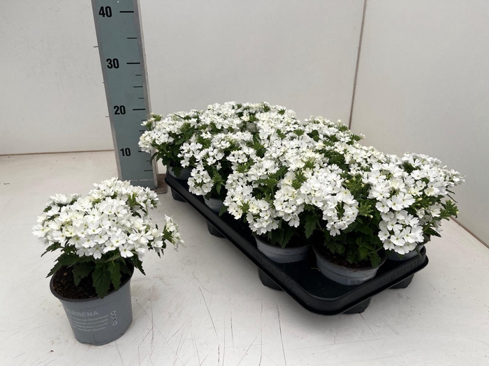 <h4>VERBE LASCAR WHITE</h4>