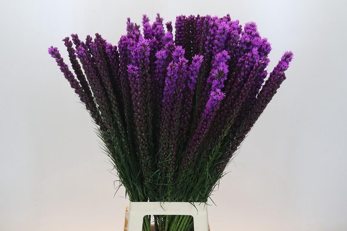 <h4>Liatris Callilepis</h4>