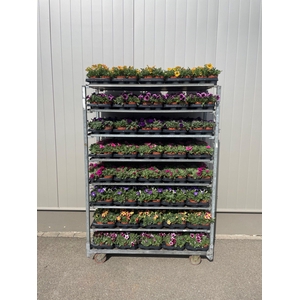 Petunia Mix Trolley