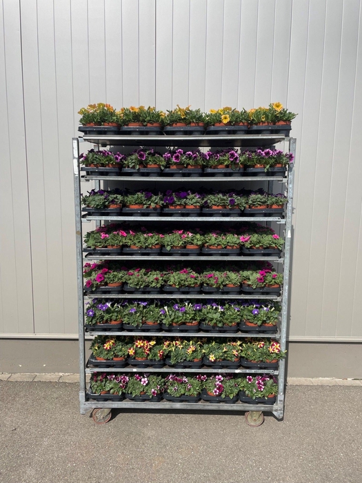 <h4>Petunia Mix Trolley</h4>