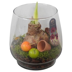 PTAA8811 Arrangementen Hippeastrum