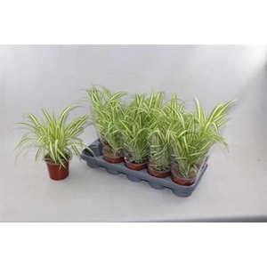 Chlorophytum comosum 'Variegatum'
