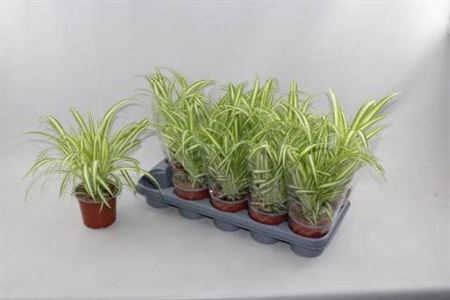 <h4>Chlorophytum comosum 'Variegatum'</h4>