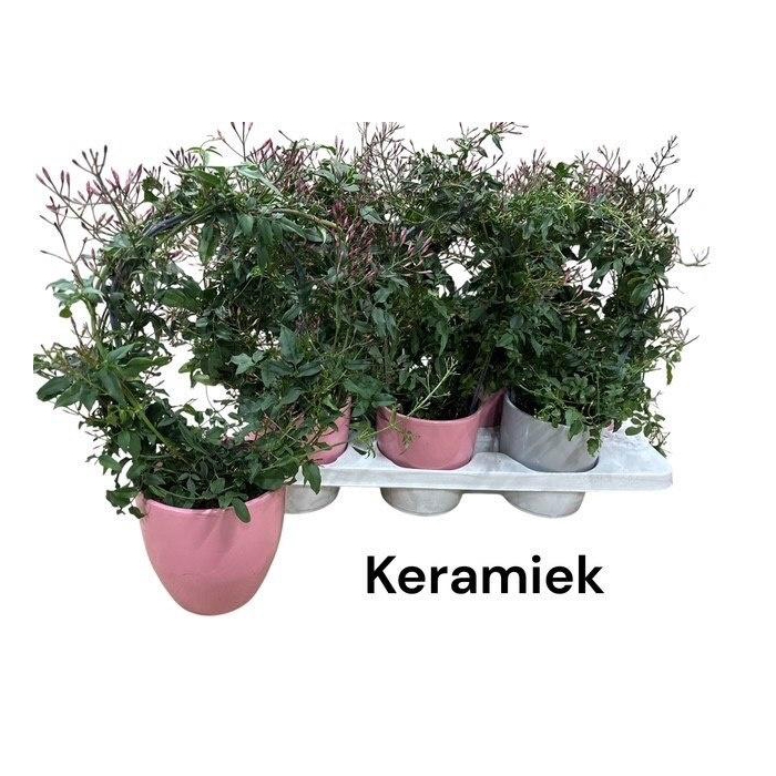 <h4>JASM POLYANTHUM RZ</h4>