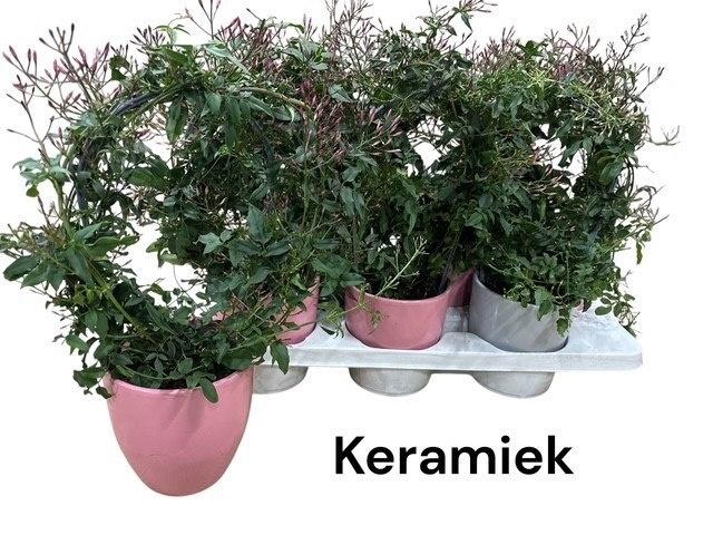 <h4>JASM POLYANTHUM RZ</h4>