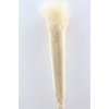 Dried Cortaderia Lao Grass White Extra P Stem