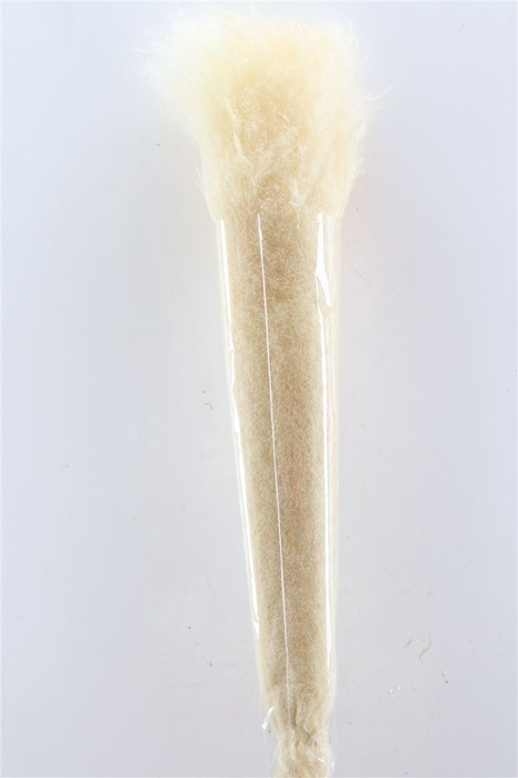 Dried Cortaderia Lao Grass White Extra P Stem