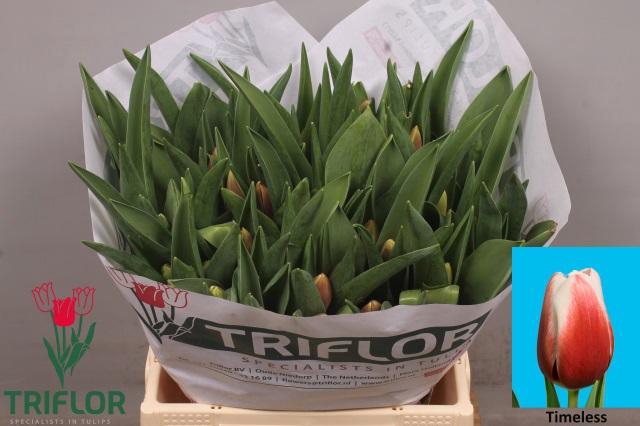 <h4>TU EN TIMELESS</h4>