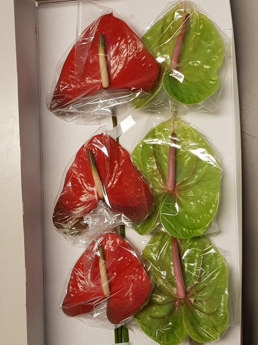 <h4>Anthurium Mix</h4>