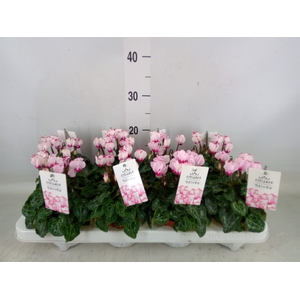 Cyclamen KL 'Metis Victoria Outsta'