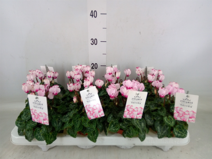 <h4>Cyclamen KL 'Metis Victoria Outsta'</h4>