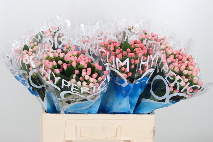 <h4>Hyp Coco Casino</h4>