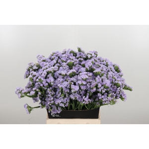 Lim S Tonie Lavender