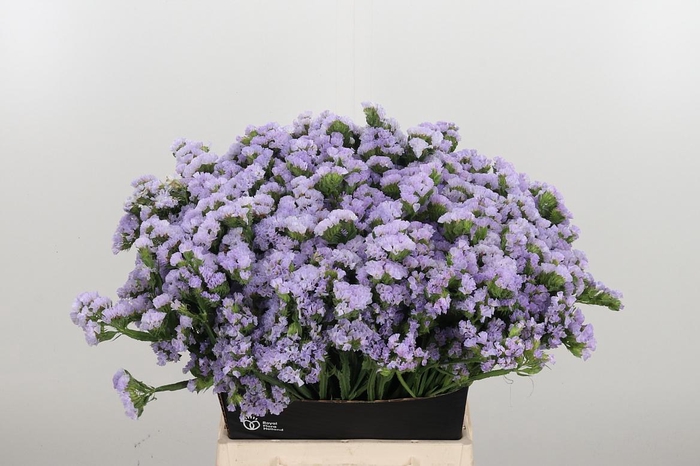<h4>Lim S Tonie Lavender</h4>