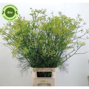 FOENICULUM VULGARE NATURE FRIENDLY