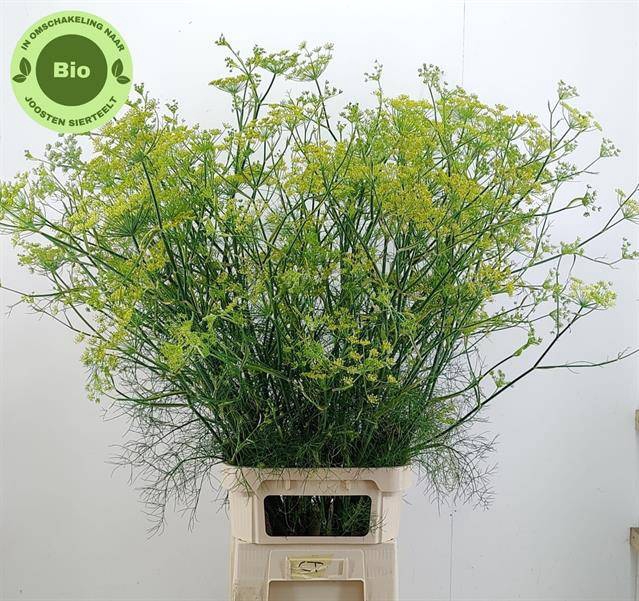 <h4>FOENICULUM VULGARE NATURE FRIENDLY</h4>