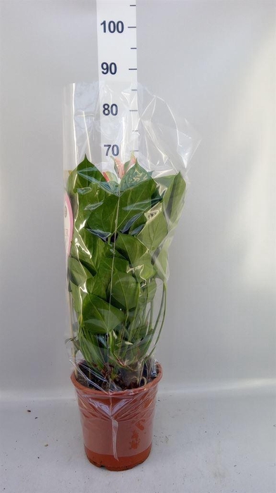 <h4>Anthurium andr. 'Fantasy Love'</h4>