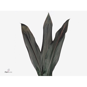 Cord. Black Tie Vacuum