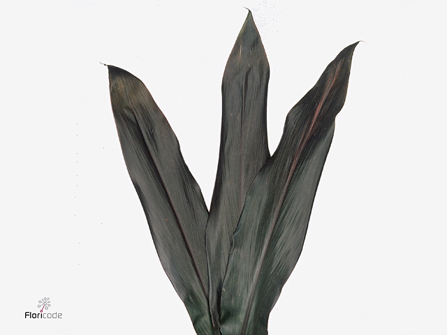 <h4>Cord. Black Tie</h4>