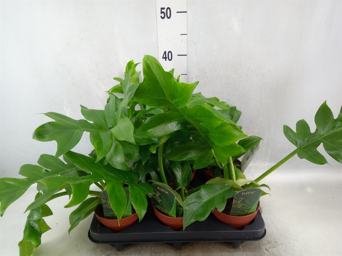 <h4>Philodendron   ...</h4>