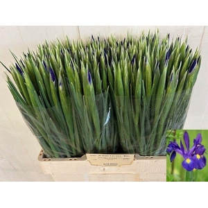 IRIS BLUE MAGIC