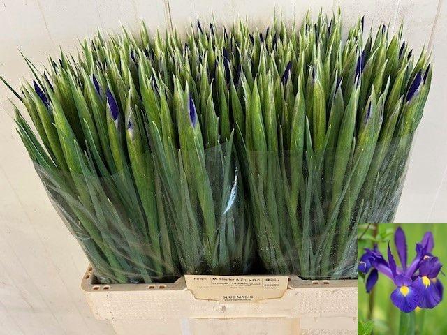 <h4>IRIS BLUE MAGIC</h4>