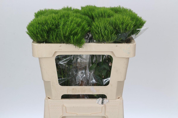 Dianthus Br Kiwi Mellow