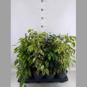 Ficus benja.   ...mix