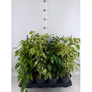 Ficus benja.   ...mix