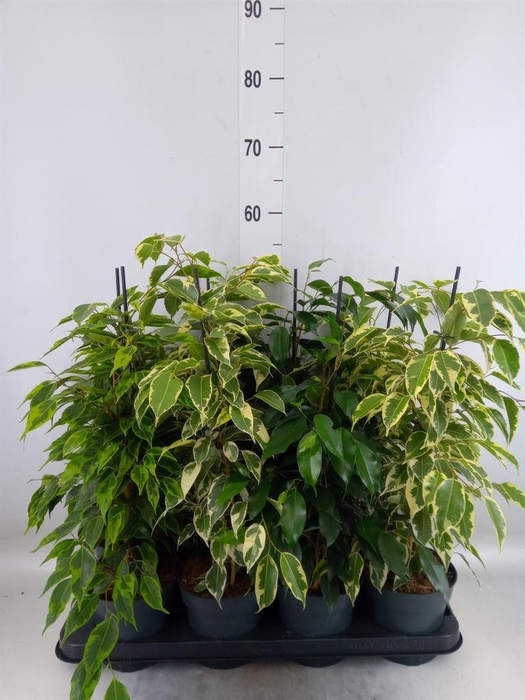 <h4>Ficus benja.   ...mix</h4>