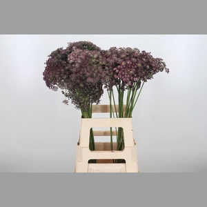 Daucus Carota