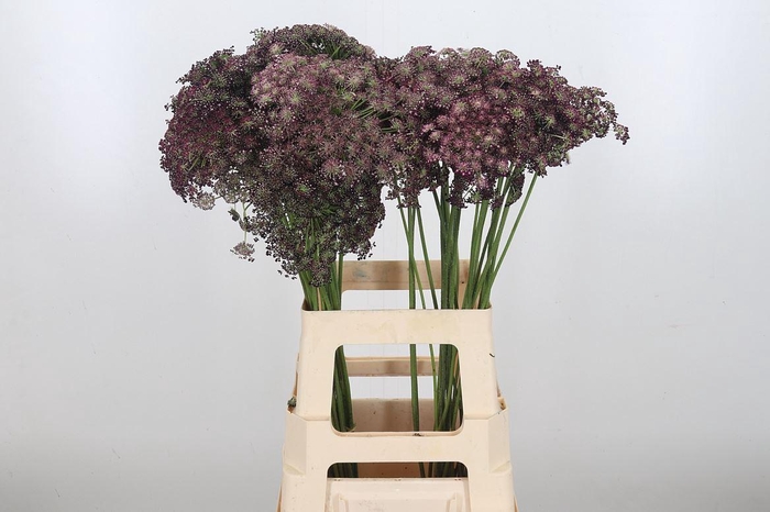 <h4>Daucus Carota</h4>