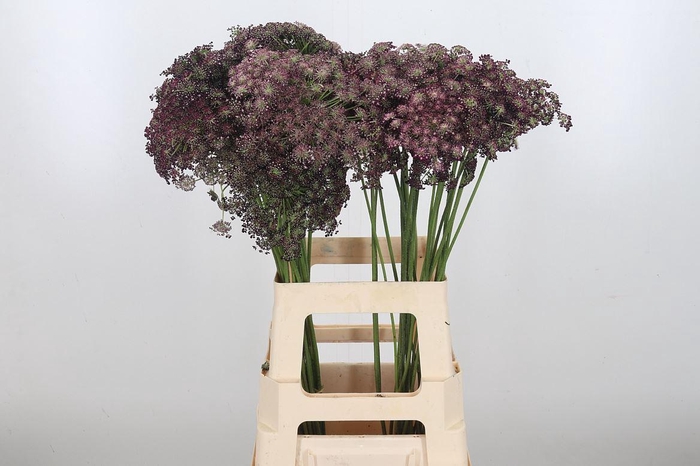 <h4>Daucus Carota</h4>