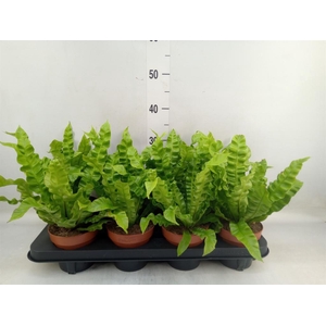 Asplenium nidus 'Crispy Wave'