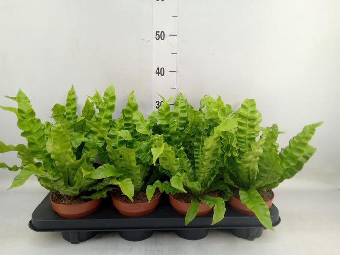 Asplenium nidus 'Crispy Wave'